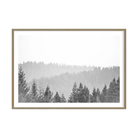 California Redwoods Mendocino CA by Carly Tabak