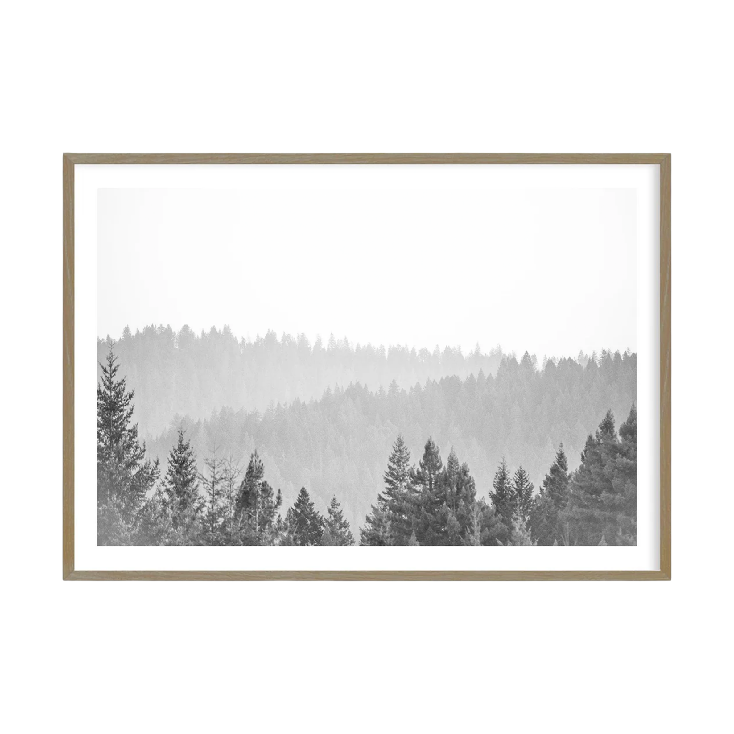 California Redwoods Mendocino CA by Carly Tabak