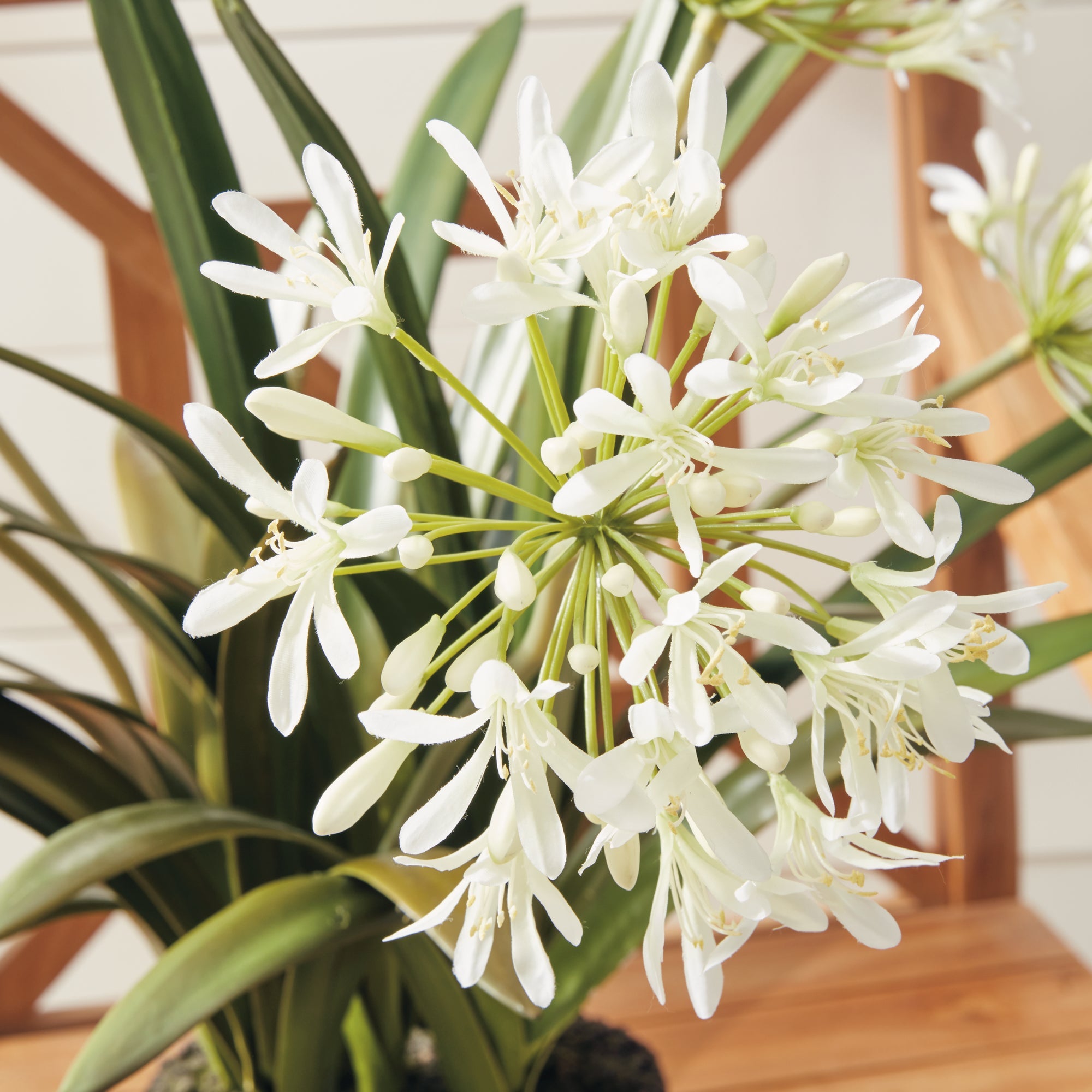 Agapanthus Drop-In 29"