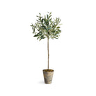 Olive Tree Potted 46"