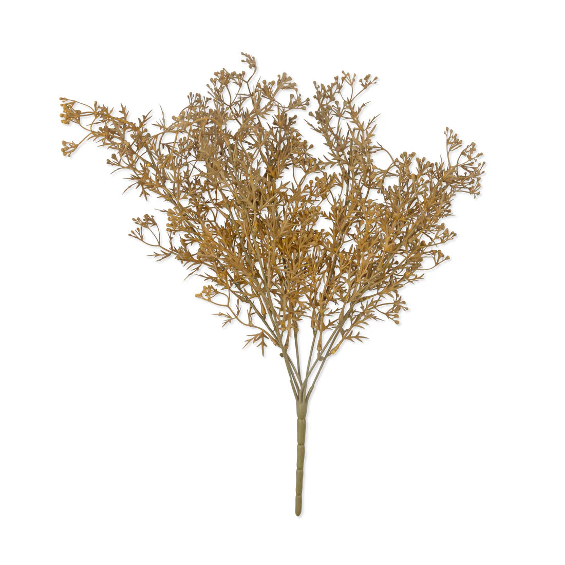 Dunewisp Meadow Grass