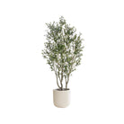 Evergreen Olive Tree in Planter