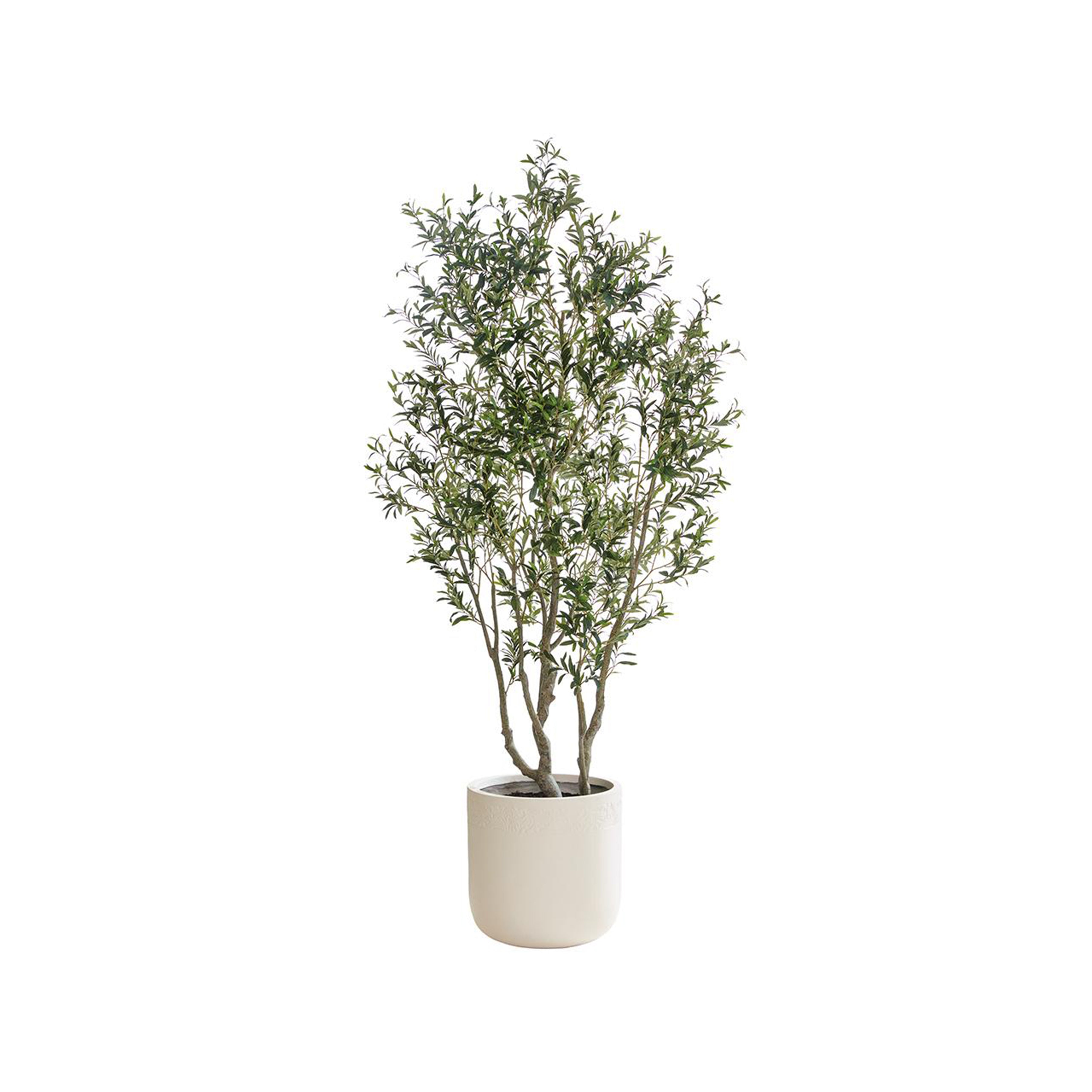 Evergreen Olive Tree in Planter