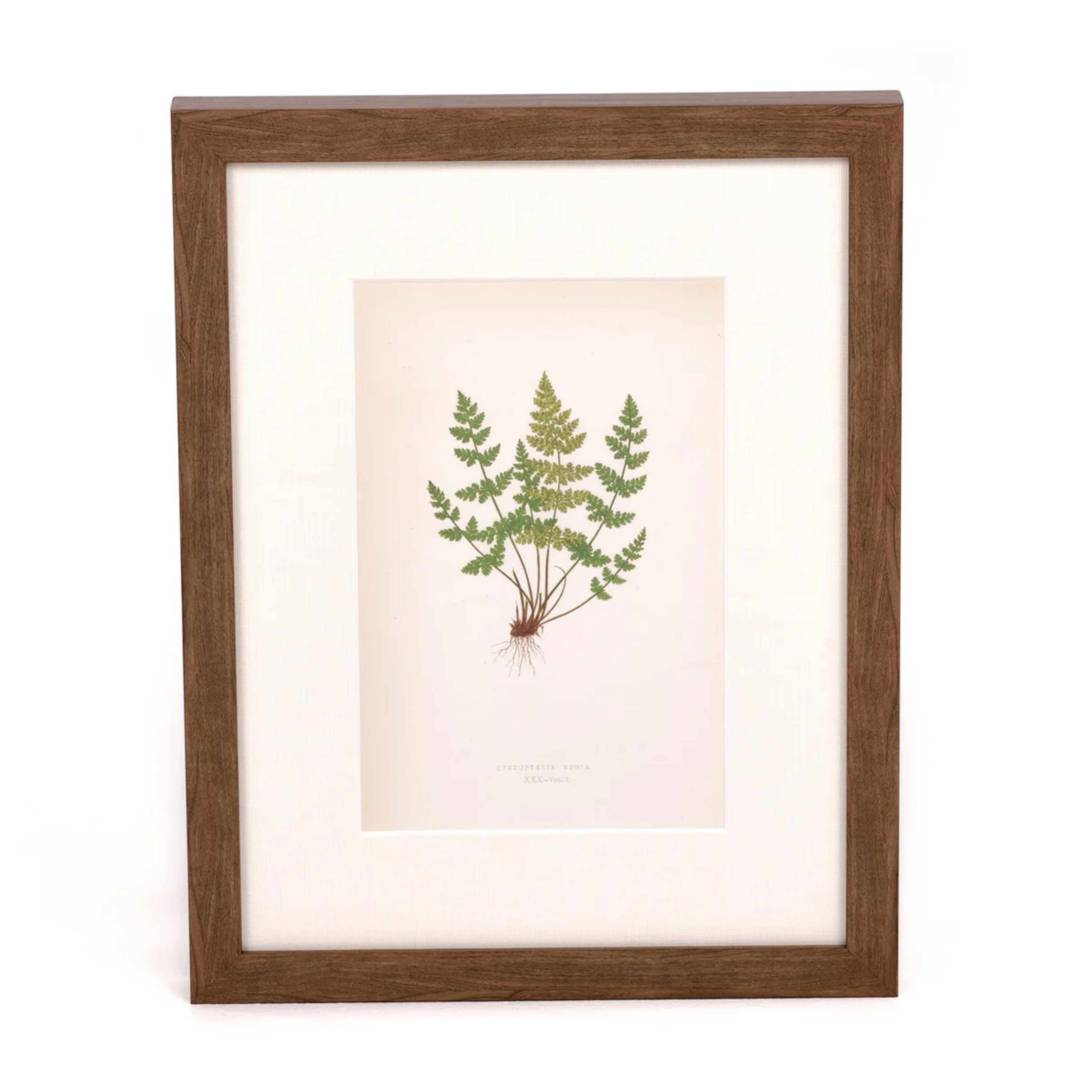 Fragile Fern Print
