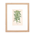 House Holly-Fern Print