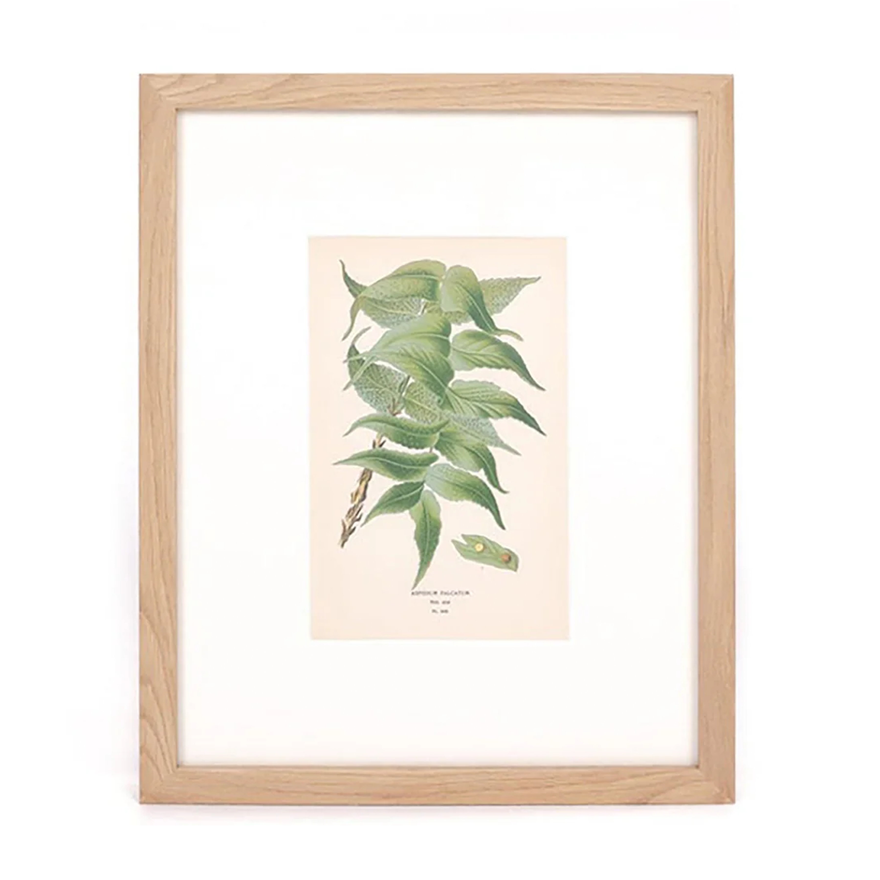 House Holly-Fern Print