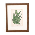 Lace Fern Print