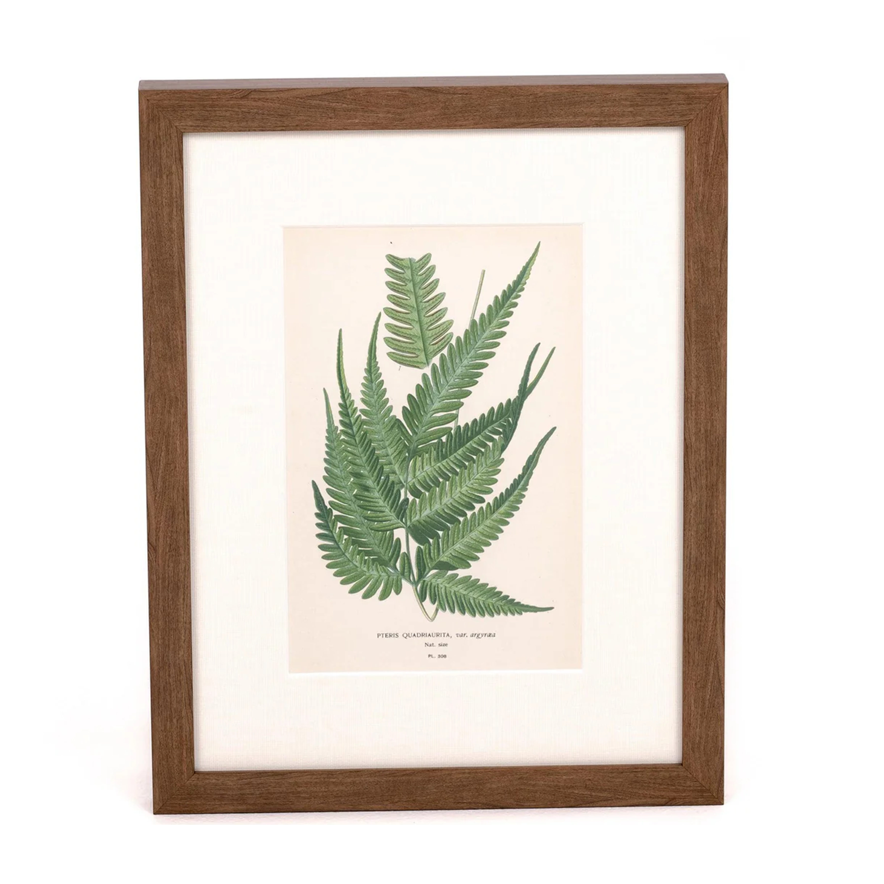 Lace Fern Print