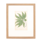 Maiden Hair Print