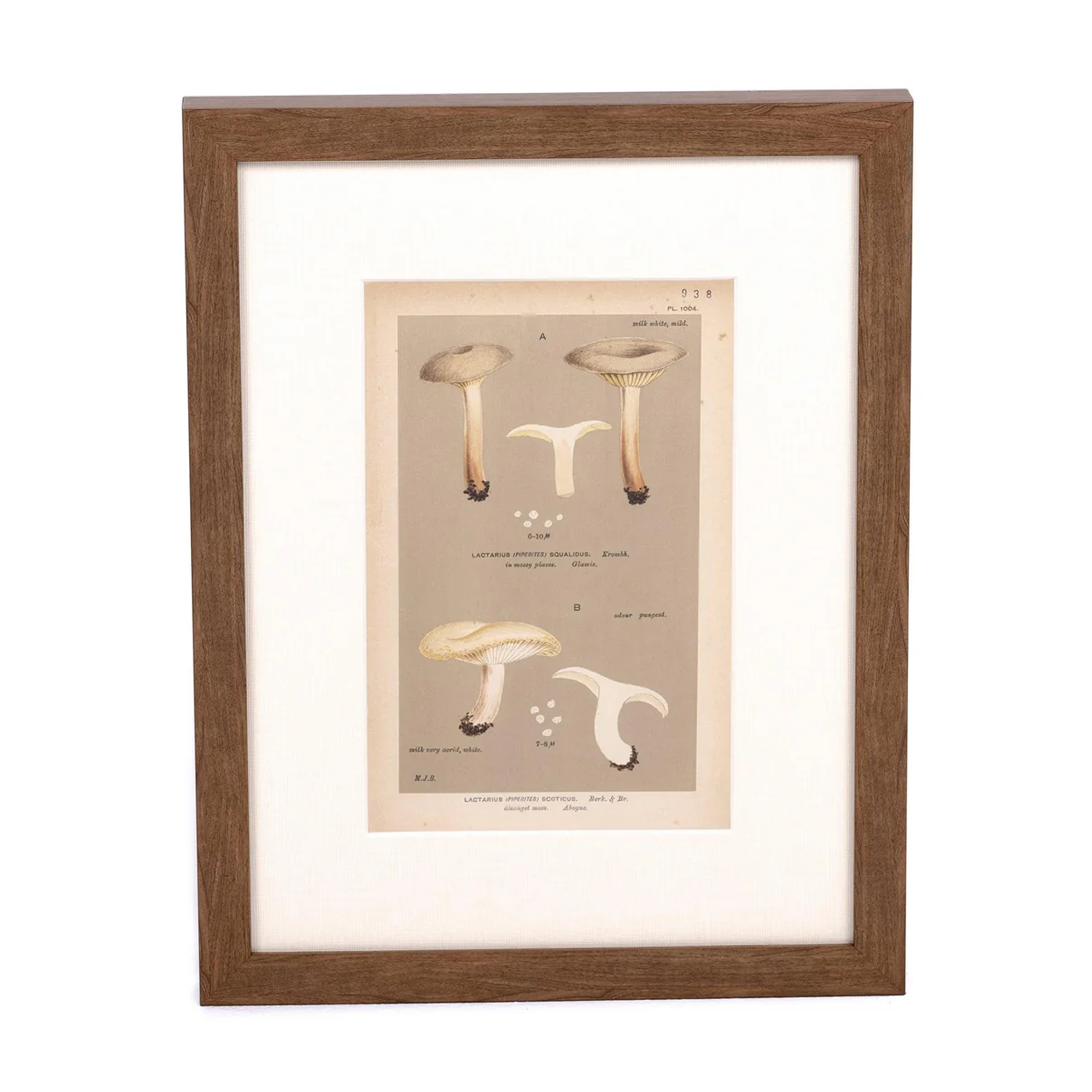 Milk Cap Print