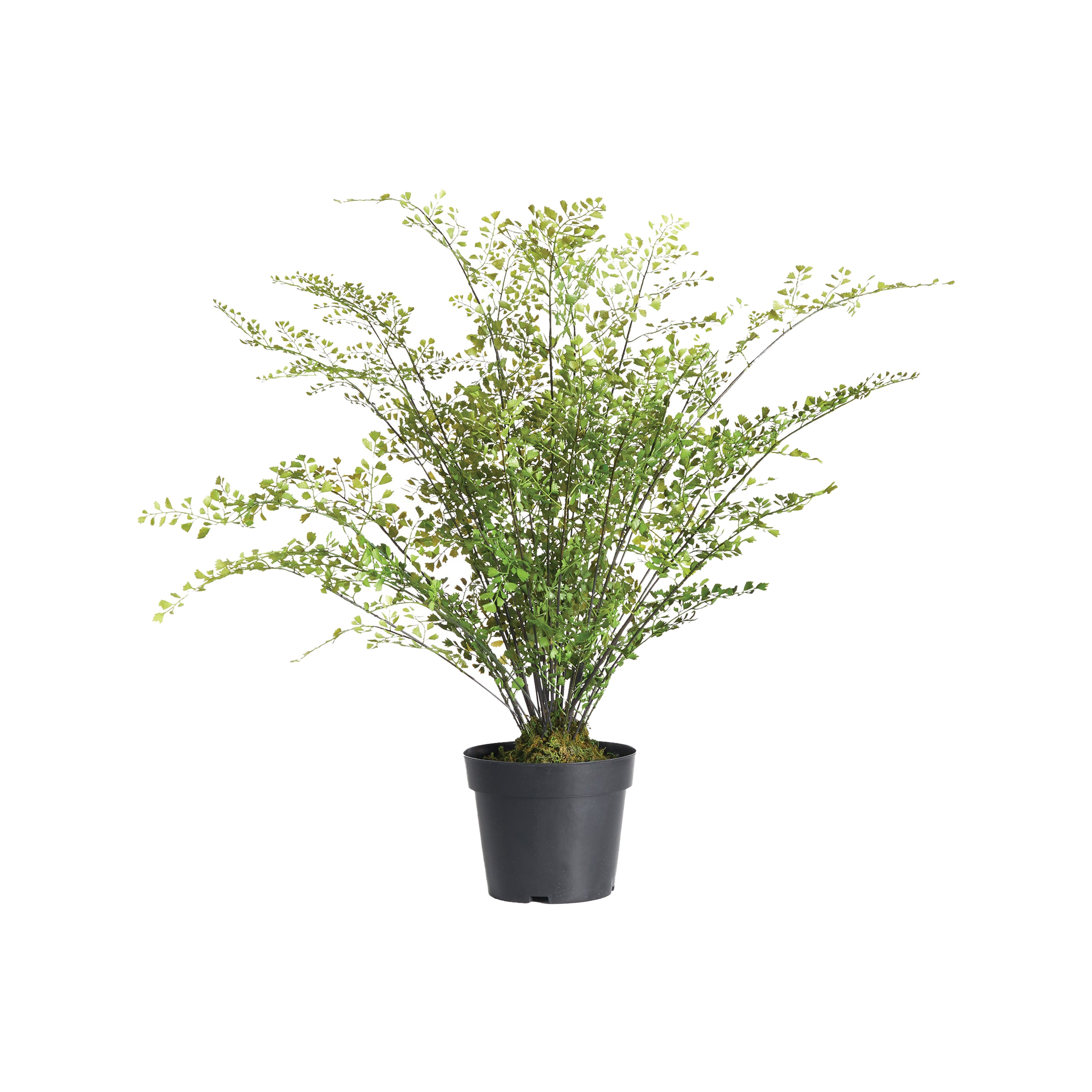 Maidenhair Drop-In 30"