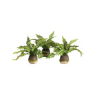 Boston Fern Drop-Ins, Set Of 3