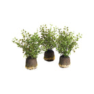 Maidenhair Drop-Ins, Set Of 3