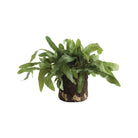 Echeveria Fern Drop-In 13.5"