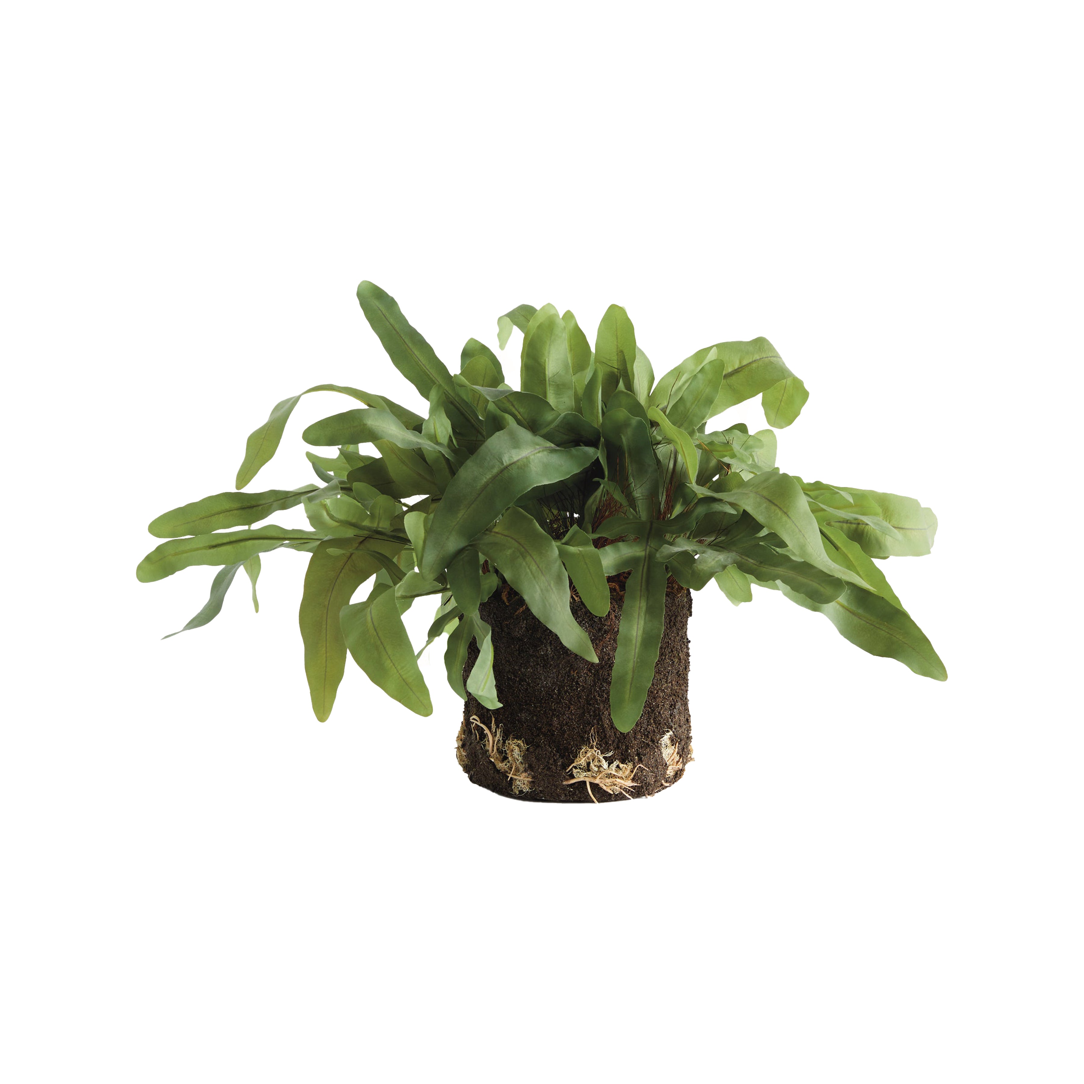 Echeveria Fern Drop-In 13.5"