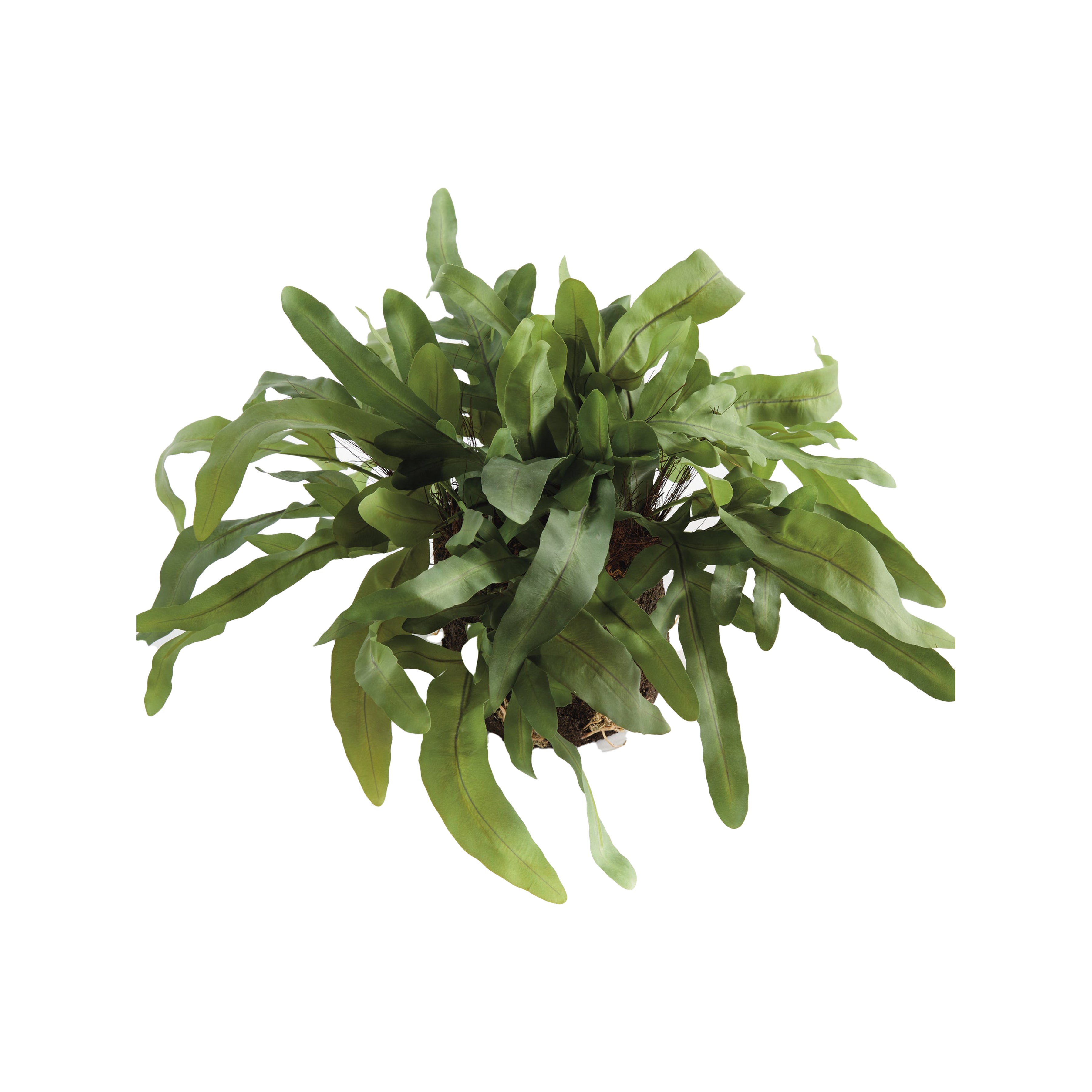 Echeveria Fern Drop-In 13.5"