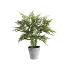 Plumosa Fern Drop-In 21"