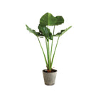 Alocasia Potted 42"
