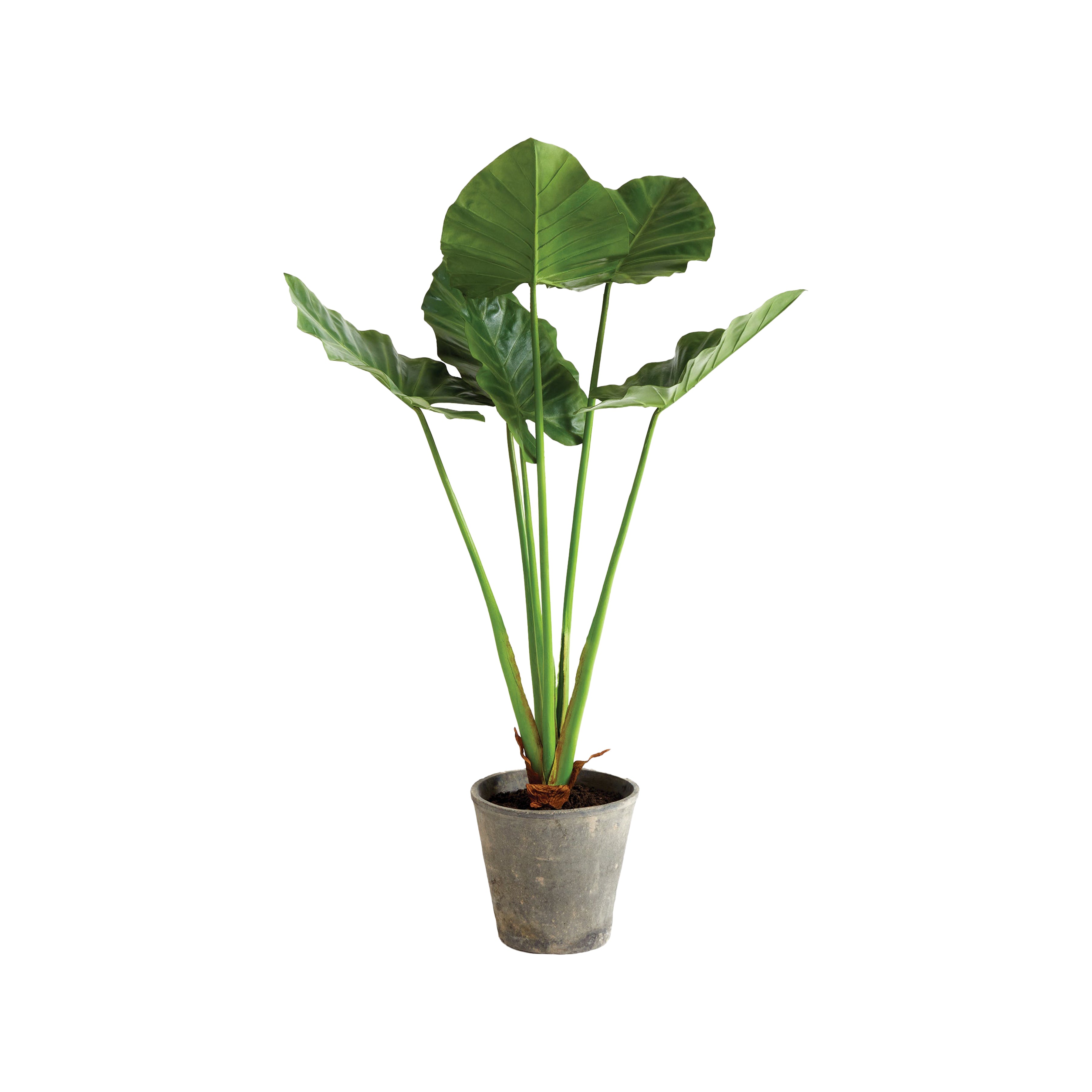 Alocasia Potted 42"