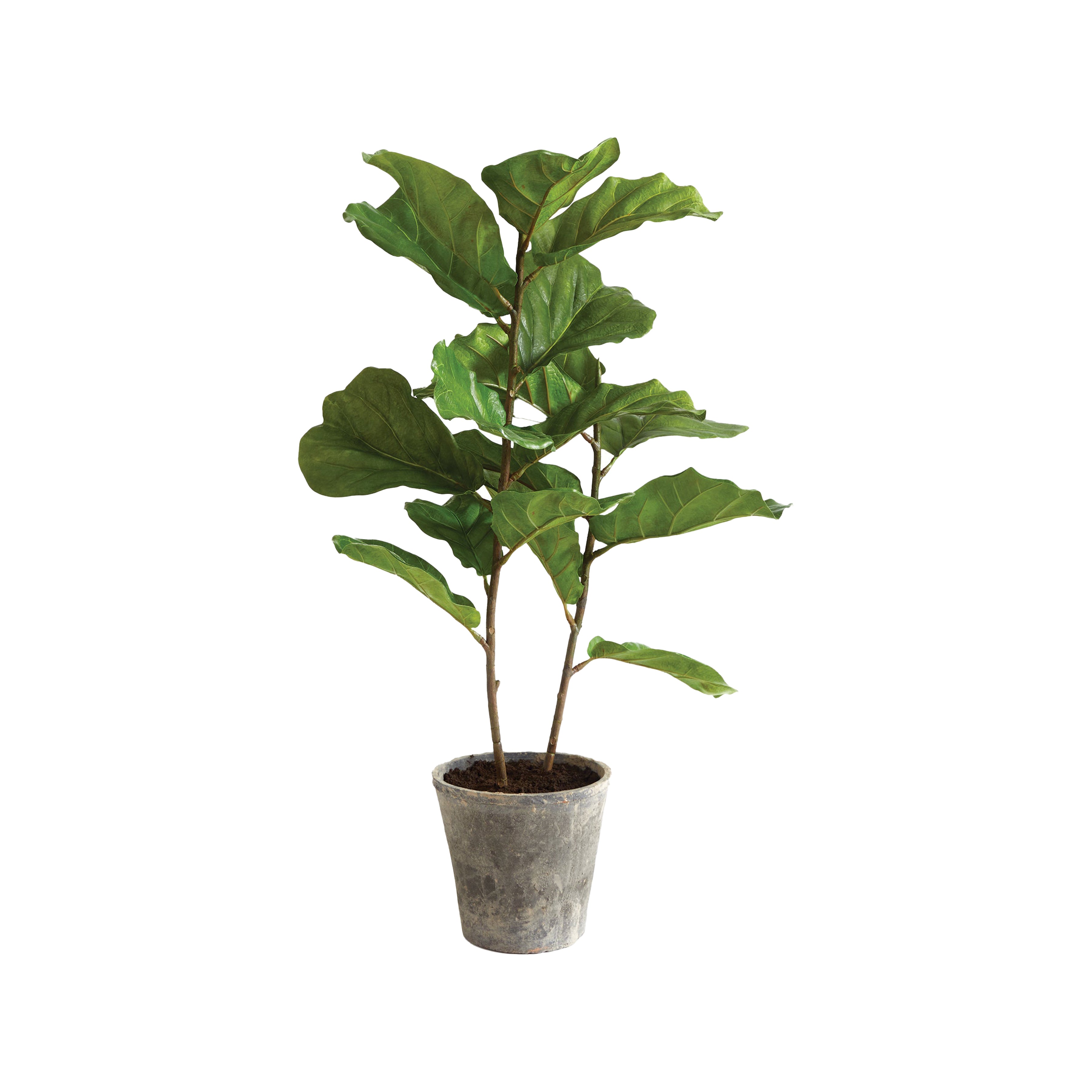 Fiddle Leaf Fig Potted 43"