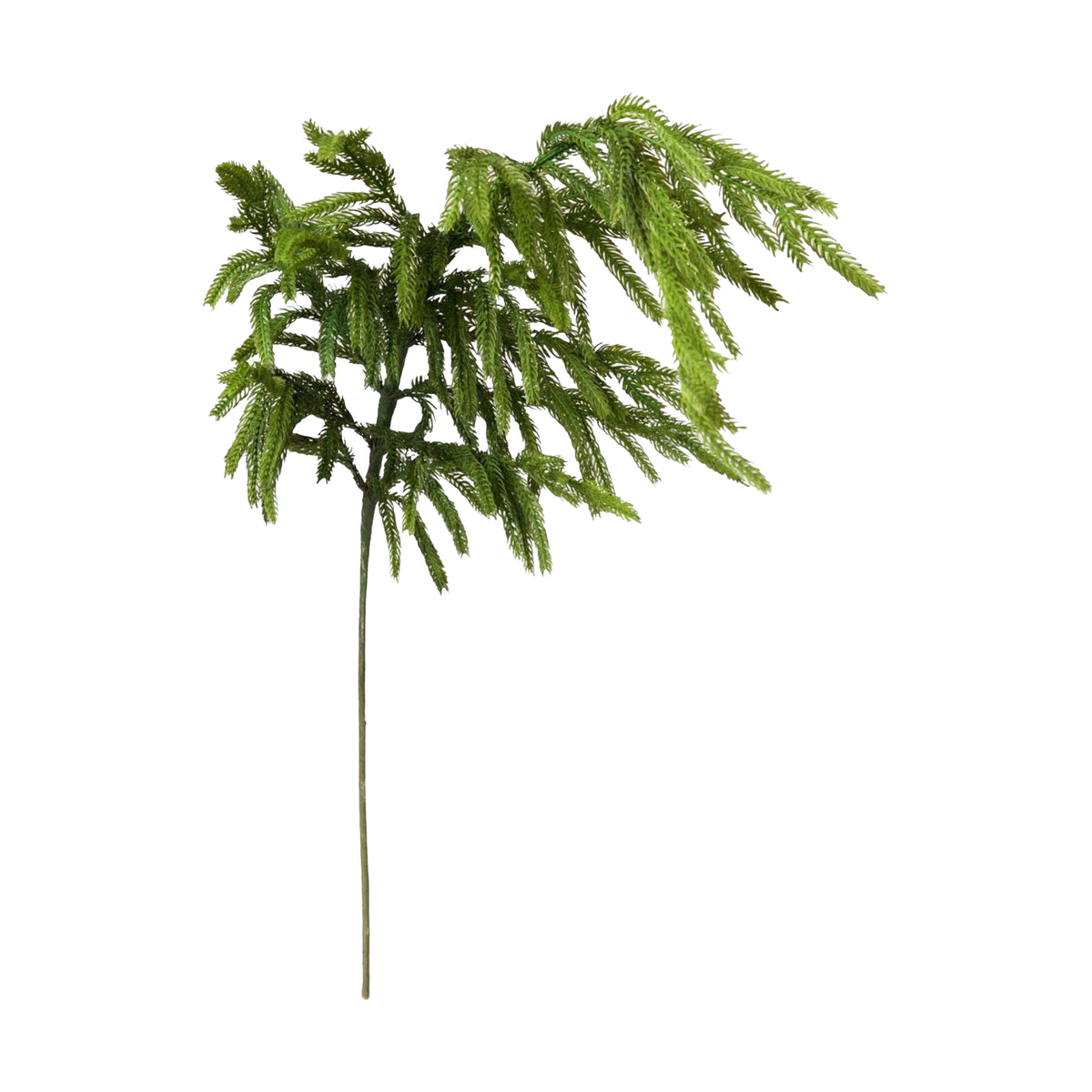 Norfolk Pine Branch -  Pure Salt Shoppe 