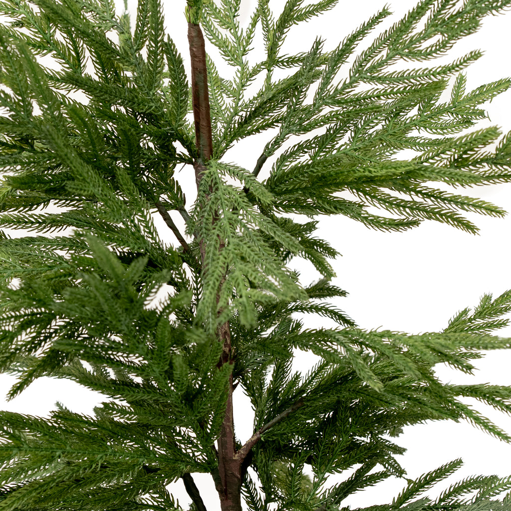 Norfolk Pine Tree - Pure Salt Shoppe