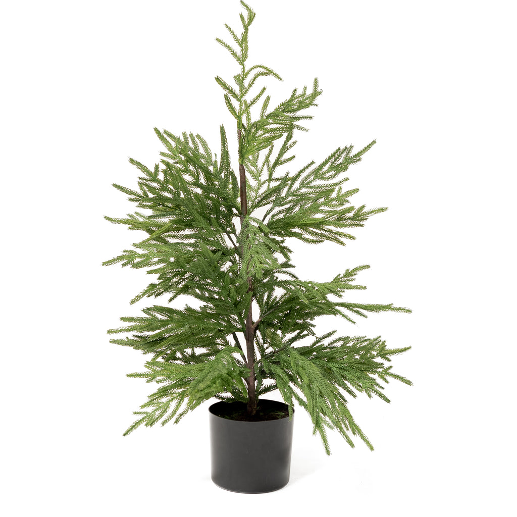 Norfolk Pine Tree - Pure Salt Shoppe