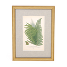 Prickly Shield Fern Print