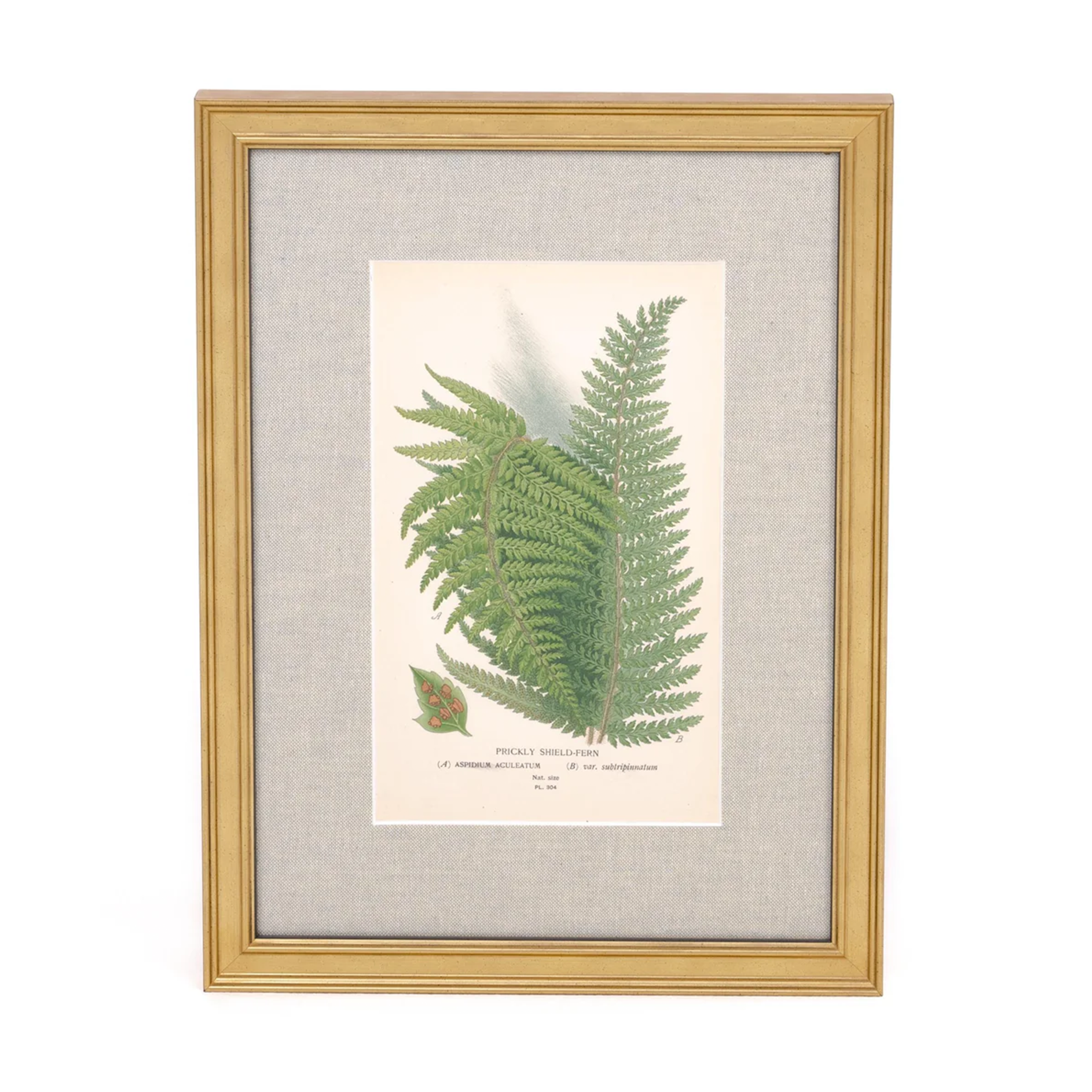 Prickly Shield Fern Print