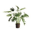 Split Leaf Selloum Drop-In 22.5"