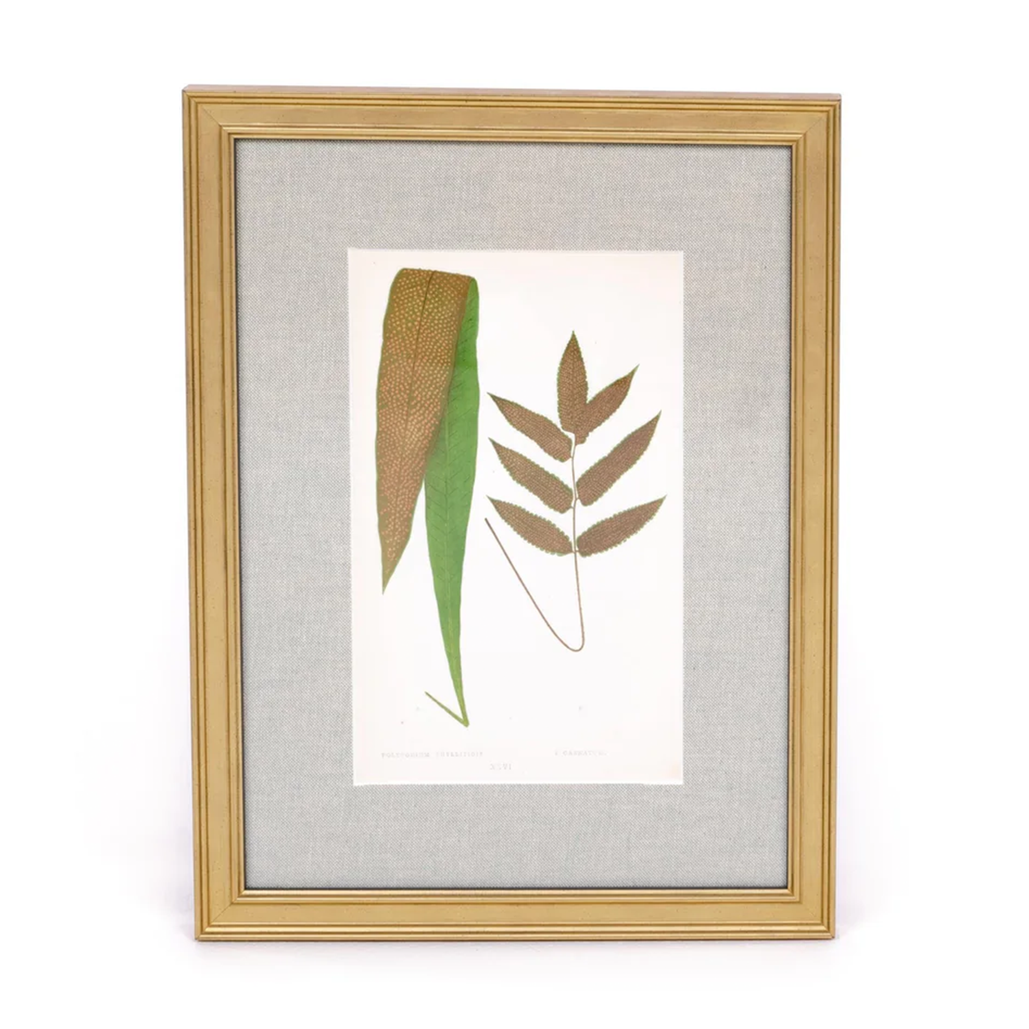 Two Leaves Print