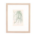 Umbrella Palm Print