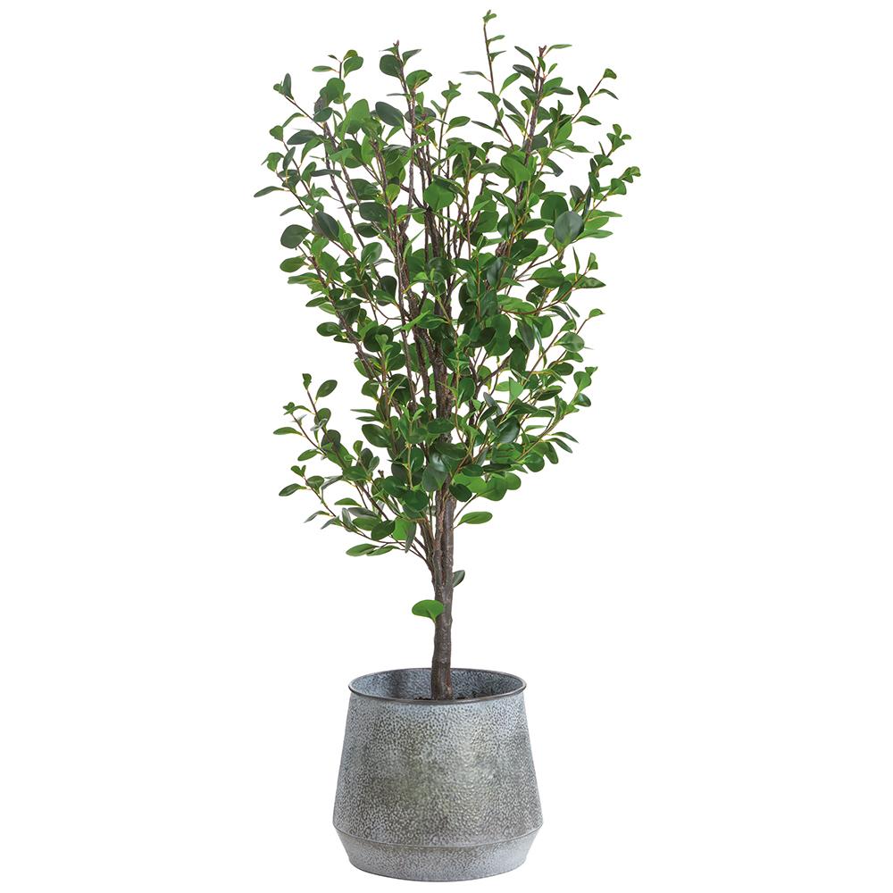 6.5' Cotinus Tree- Pure Salt