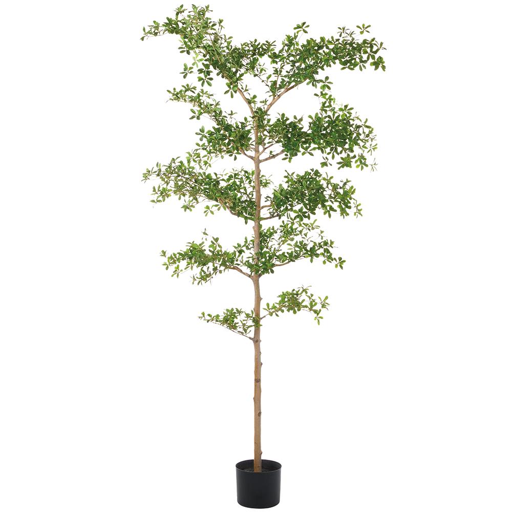 8' Shady Lady Tree - Pure Salt