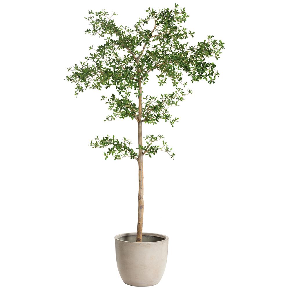 8.5' Shady Lady Tree - Pure Salt