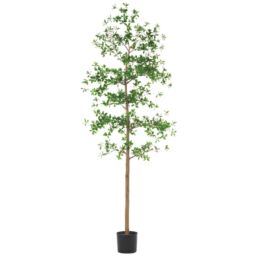 7' Shady Lady Tree - Pure Salt