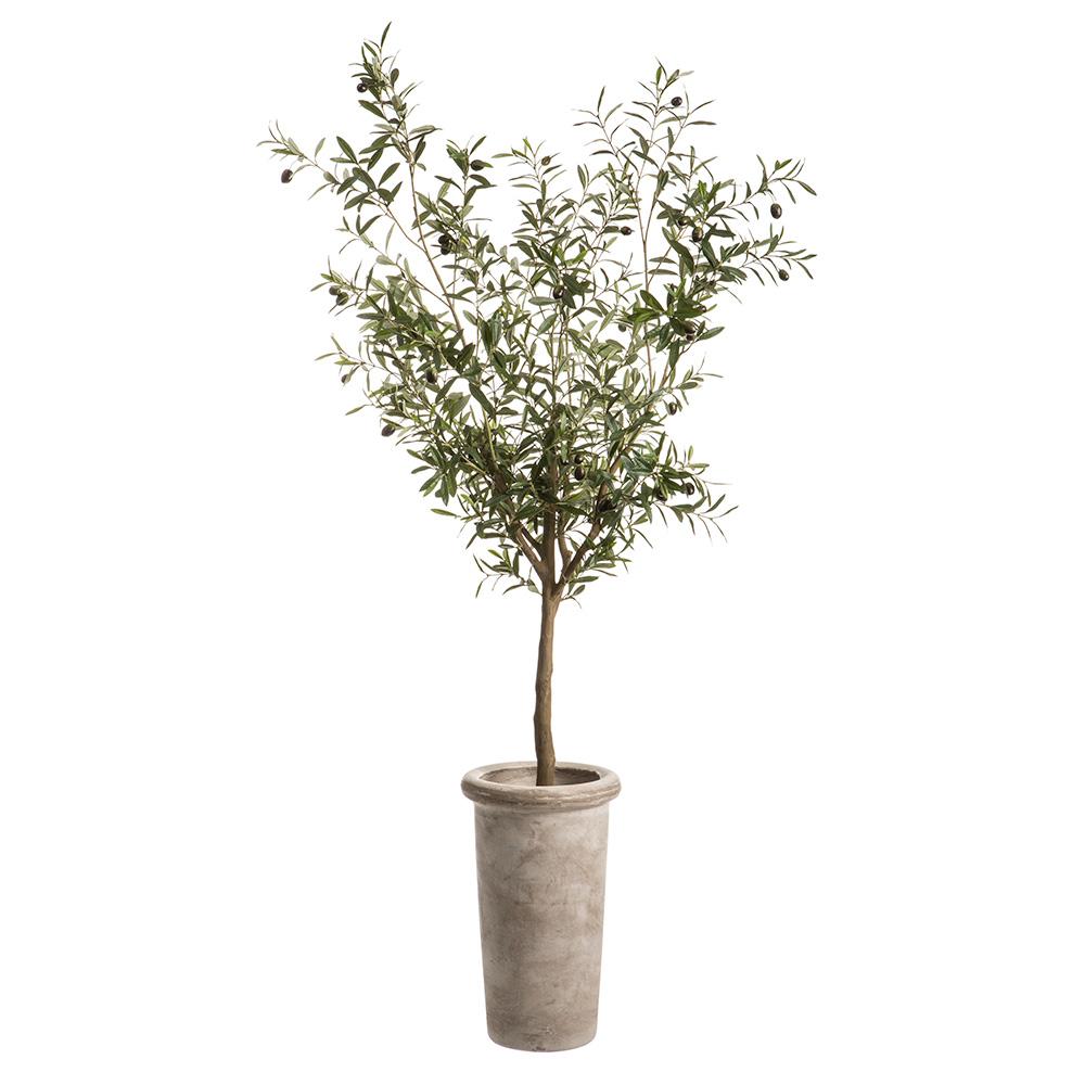 6' Olive Tree - Pure Salt