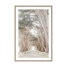 Coastal Grove, Point Reyes by Caroline Pacula Pure Salt Shoppe