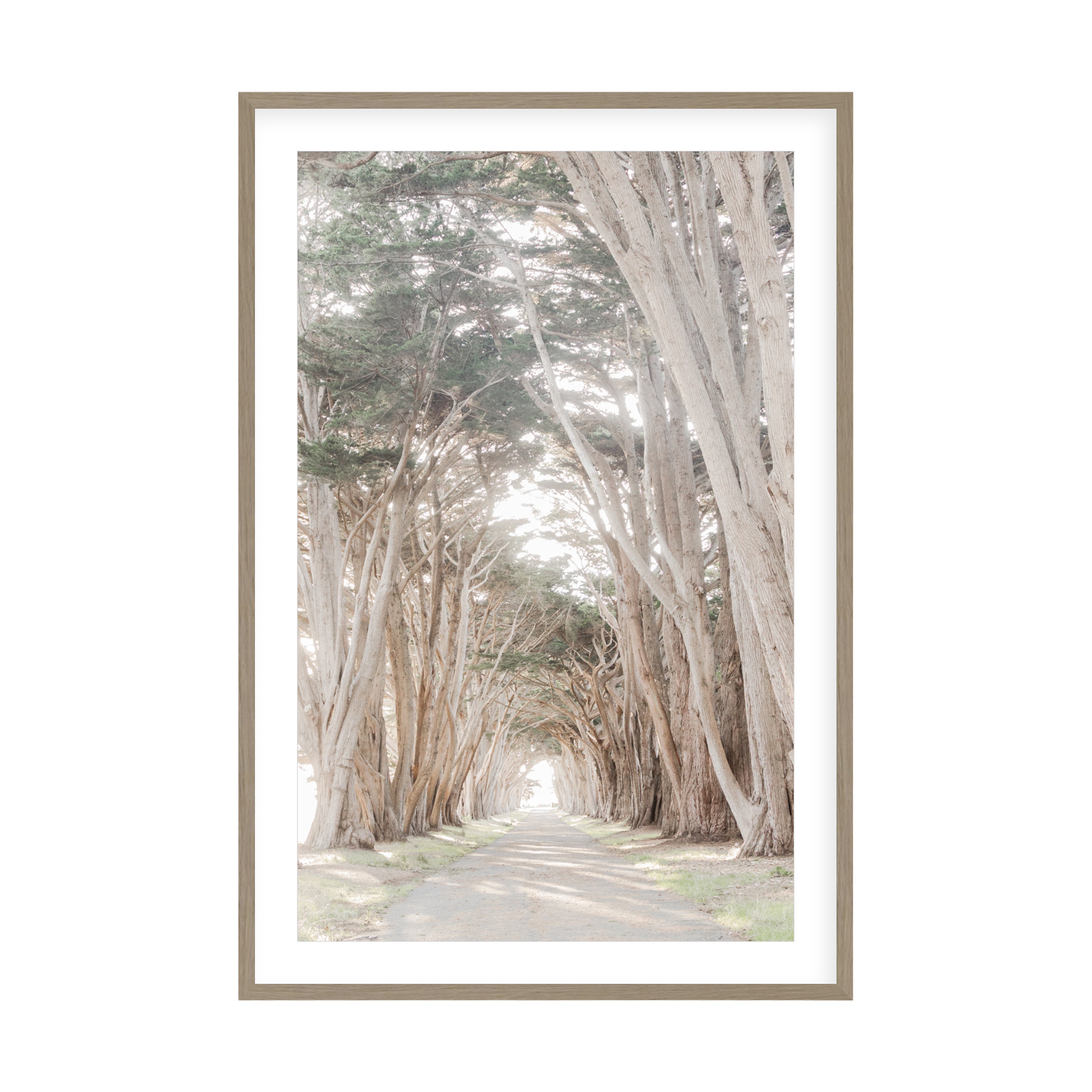 Coastal Grove, Point Reyes by Caroline Pacula Pure Salt Shoppe