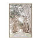 Coastal Grove, Point Reyes by Caroline Pacula Pure Salt Shoppe