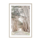 Coastal Grove, Point Reyes by Caroline Pacula Pure Salt Shoppe
