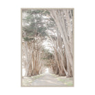 Coastal Grove, Point Reyes by Caroline Pacula Pure Salt Shoppe
