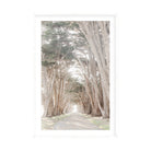 Coastal Grove, Point Reyes by Caroline Pacula Pure Salt Shoppe