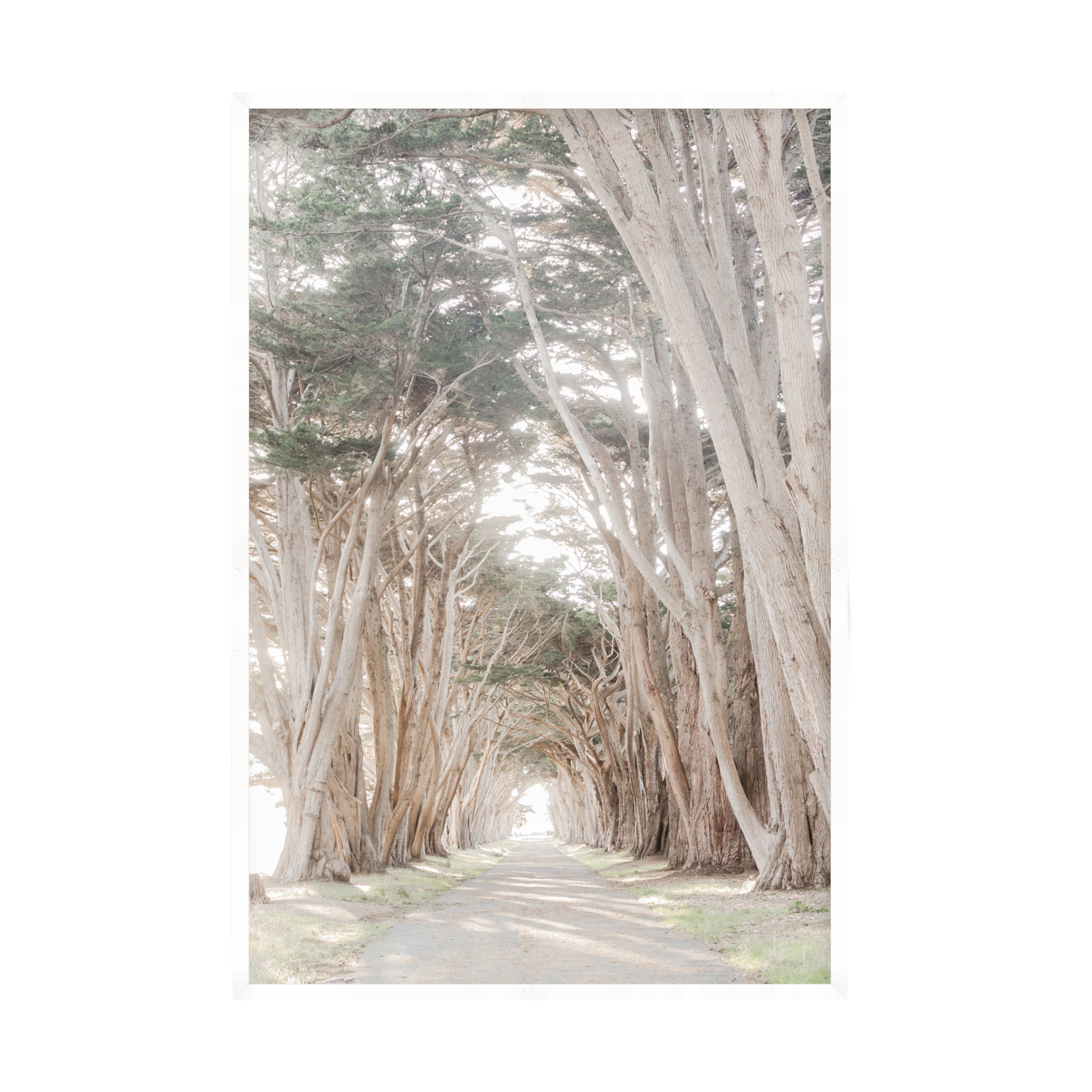 Coastal Grove, Point Reyes by Caroline Pacula Pure Salt Shoppe