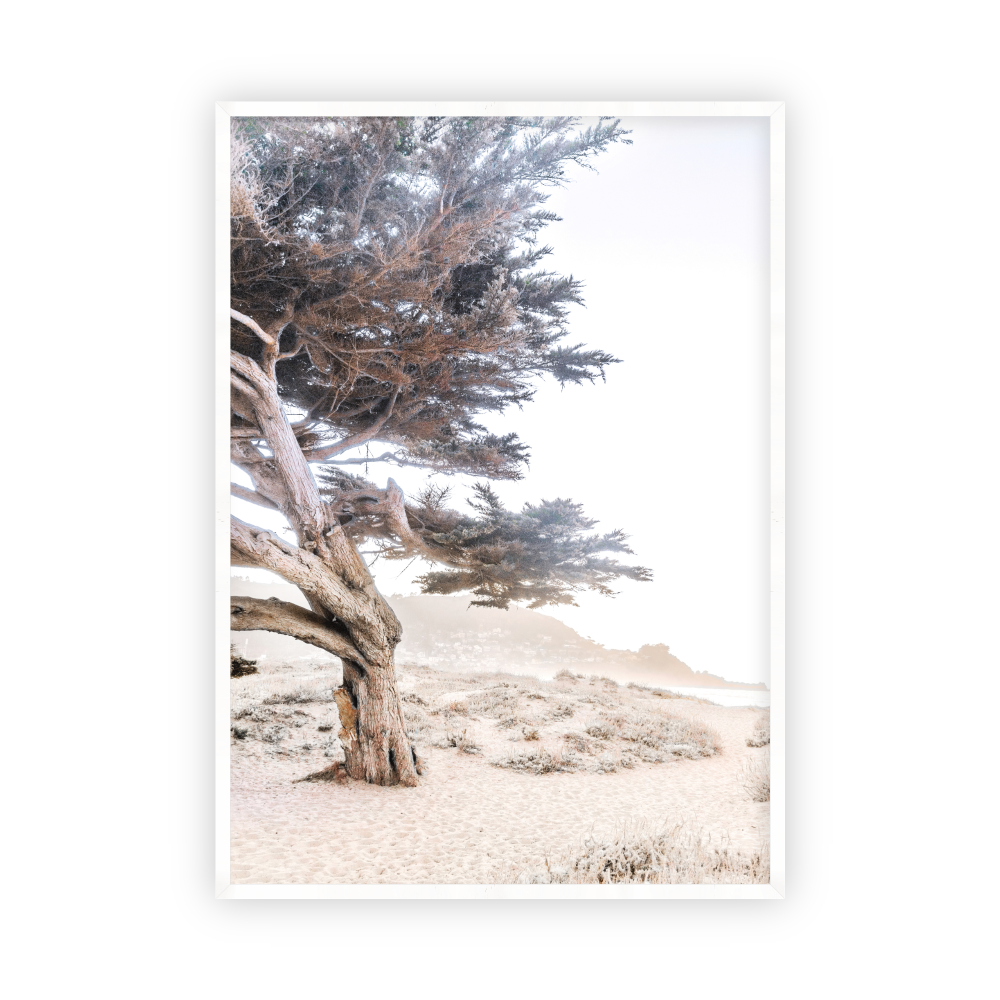 Cypress Tree by Caroline Pacula-Pure Salt