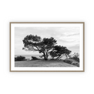 Lone Cypress by Carly Tabak Pure Salt Shoppe