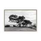 Lone Cypress by Carly Tabak Pure Salt Shoppe