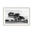 Lone Cypress by Carly Tabak Pure Salt Shoppe