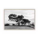 Lone Cypress by Carly Tabak Pure Salt Shoppe