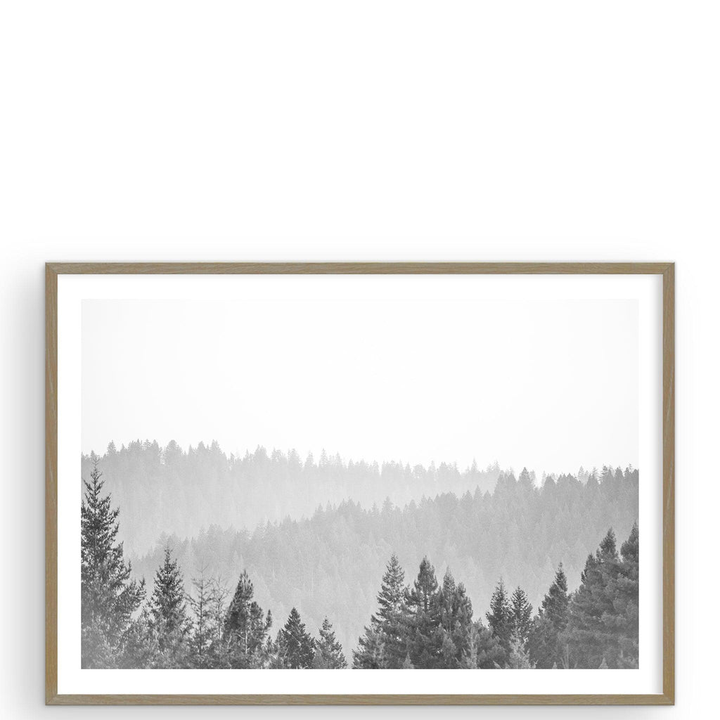 California Redwoods Mendocino CA by Carly Tabak - Pure Salt Shoppe